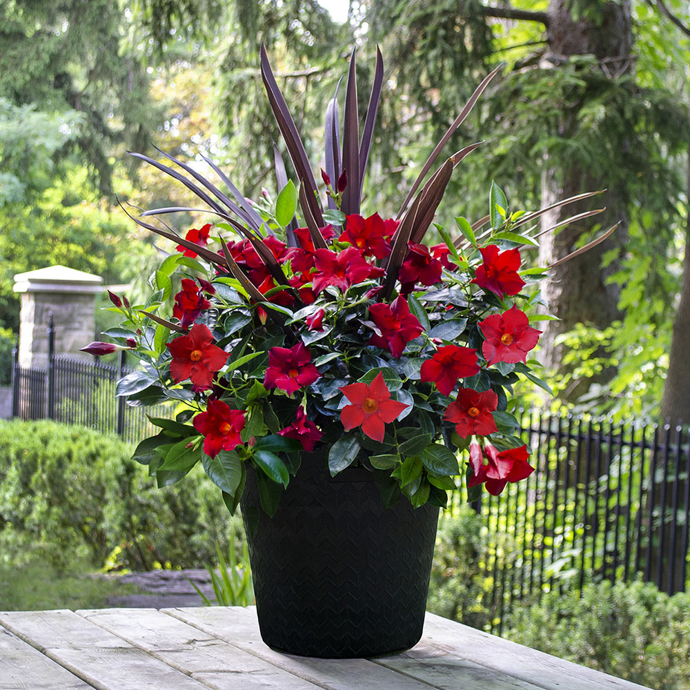 Plants at home deals depot